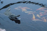 Aquascape Pond Supplies: Floating Alligator Decoy | Part Number 93000 Learn more about Aquascape Pond Supplies at SunlandWaterGardens.com